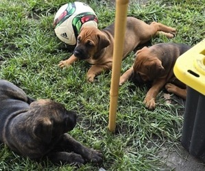 Cane Corso-Doberman Pinscher Mix Litter for sale in NORFOLK, VA, USA
