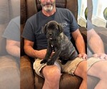 Small #3 Cane Corso