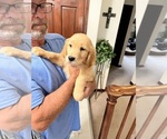Small #1 Golden Retriever