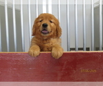 Puppy Rover Golden Retriever