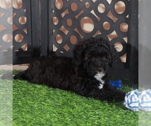 Poodle (Miniature) Puppy for sale in MOUNT VERNON, OH, USA
