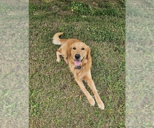 Golden Retriever Dogs for adoption in SALISBURY, NC, USA