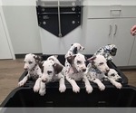 Image preview for Ad Listing. Nickname: Litter of 7