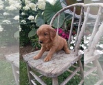 Puppy Harper Golden Retriever