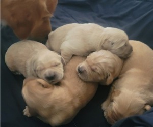 Golden Retriever Puppy for sale in ROCKFORD, MI, USA