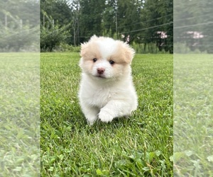 Medium Pomsky