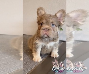 French Bulldog Puppy for sale in CARLSBAD, CA, USA