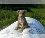Small #1 German Shepherd Dog