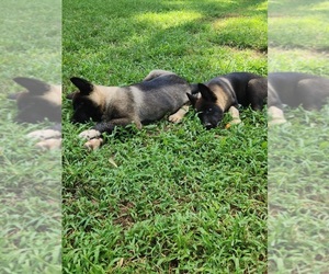 Akita Puppy for sale in MEM, TN, USA