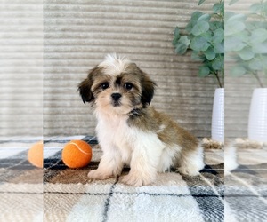 Mal-Shi Puppy for Sale in GREENFIELD, Indiana USA