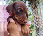 Puppy AKC Full Euro Doberman Pinscher