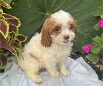 Puppy Whitey Cavapoo (Miniature)