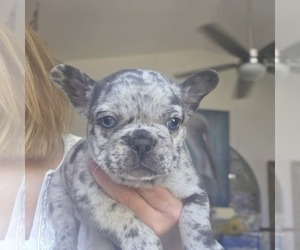 French Bulldog Puppy for sale in FT MYERS, FL, USA