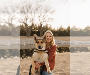Father of the German Shepherd Dog puppies born on 05/22/2026
