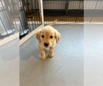 Small #2 Golden Retriever