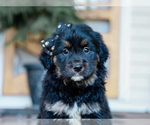 Image preview for Ad Listing. Nickname: Cambria