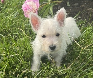 West Highland White Terrier Puppy for sale in CANOGA, NY, USA