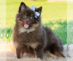 Puppy Hershey Pomeranian