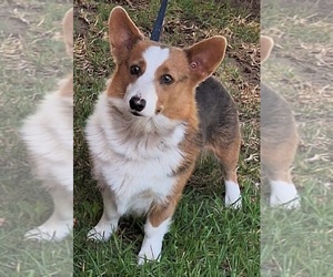 Mother of the Pembroke Welsh Corgi puppies born on 06/22/2026