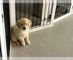 Small #3 Golden Retriever
