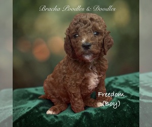 Poodle (Standard) Puppy for sale in SAINT CLOUD, MN, USA