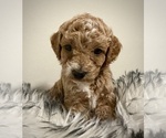 Puppy Spot Poodle (Miniature)