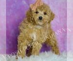 Puppy Copper Poodle (Miniature)