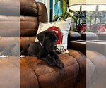 Puppy 6 Cane Corso