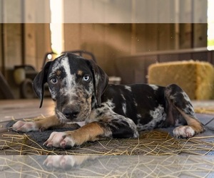 Catahoula Leopard Dog Puppy for Sale in CUMBY, Texas USA