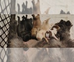 Puppy 1 Mal-Shi