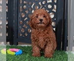 Small #3 Poodle (Miniature)
