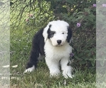 Image preview for Ad Listing. Nickname: AKC Male 1