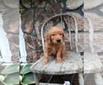 Puppy Butch Golden Retriever