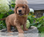 Puppy Hugo Golden Retriever