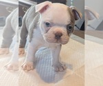 Puppy Green banded Boston Terrier