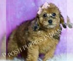 Puppy Darling Poodle (Miniature)