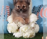 Small #1 Pomeranian