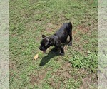 Puppy Puppy 4 Cane Corso