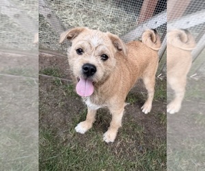 Schnug Dogs for adoption in PLEASANTON, CA, USA