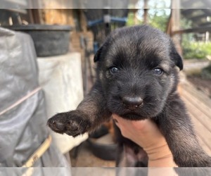 German Shepherd Dog Litter for sale in MITCHELL, IN, USA
