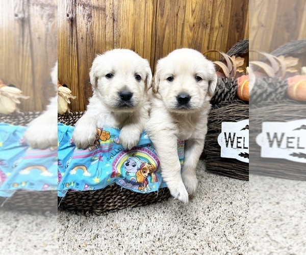 Medium Photo #1 Golden Retriever Puppy For Sale in NEOLA, WV, USA