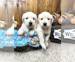 Golden Retriever Puppy for Sale in NEOLA, West Virginia USA