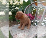 Puppy Hailey Golden Retriever