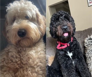 Goldendoodle Puppy for Sale in METAIRIE, Louisiana USA