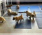 Small #4 Golden Retriever