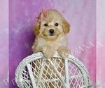 Puppy Bunny Poodle (Miniature)
