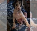 Puppy Checkers Great Dane