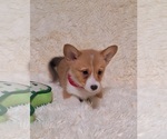 Small #5 Pembroke Welsh Corgi