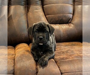 Medium Cane Corso