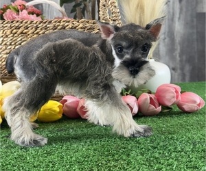 Schnauzer (Miniature) Puppy for sale in CANOGA, NY, USA